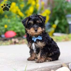 Charlie, Yorkie Poo Puppy